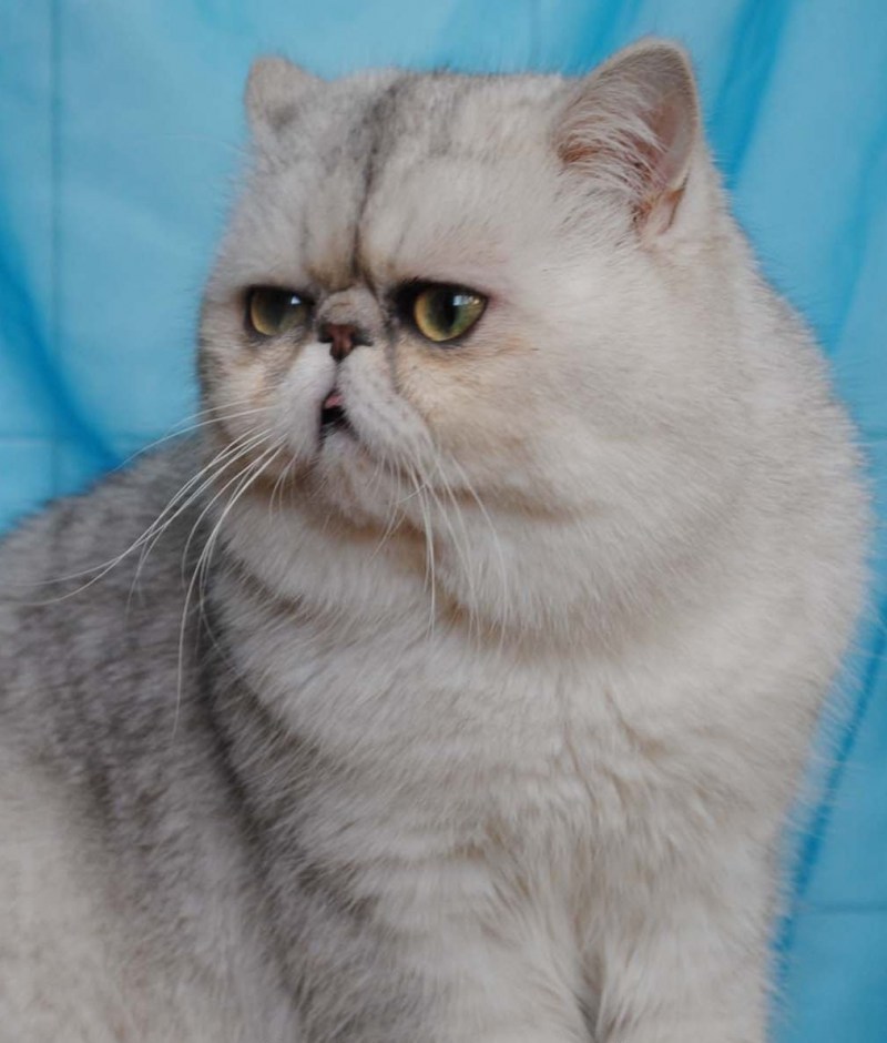 Кошки персы экзоты