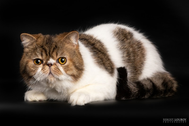 Экзотическая кошка (кот экзот)