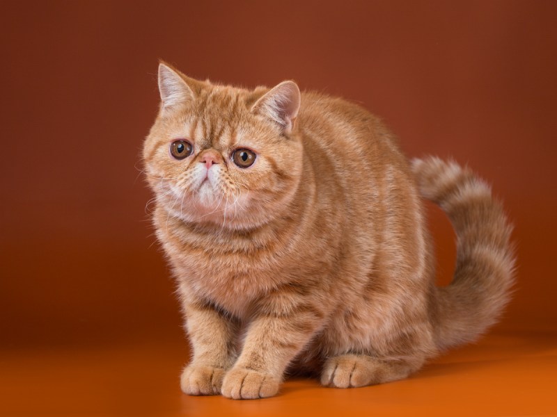 Кот британский экзот
