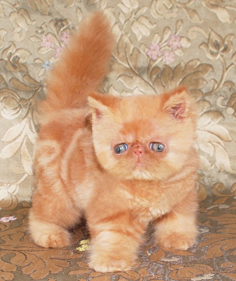 Экзот кошка