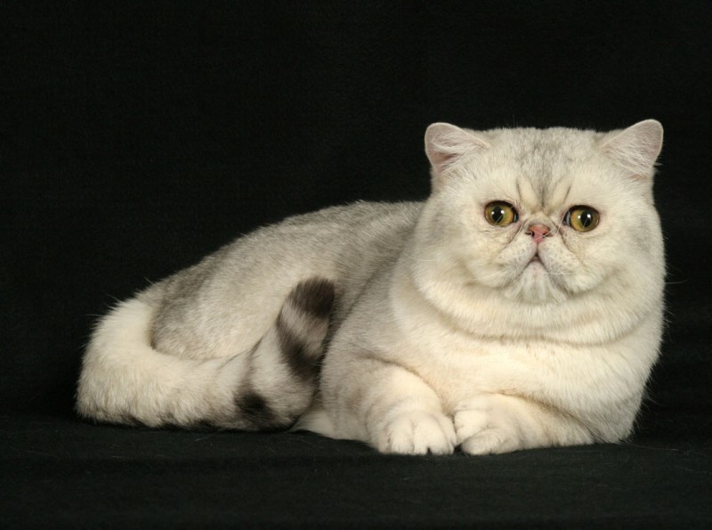 Коты экзоты
