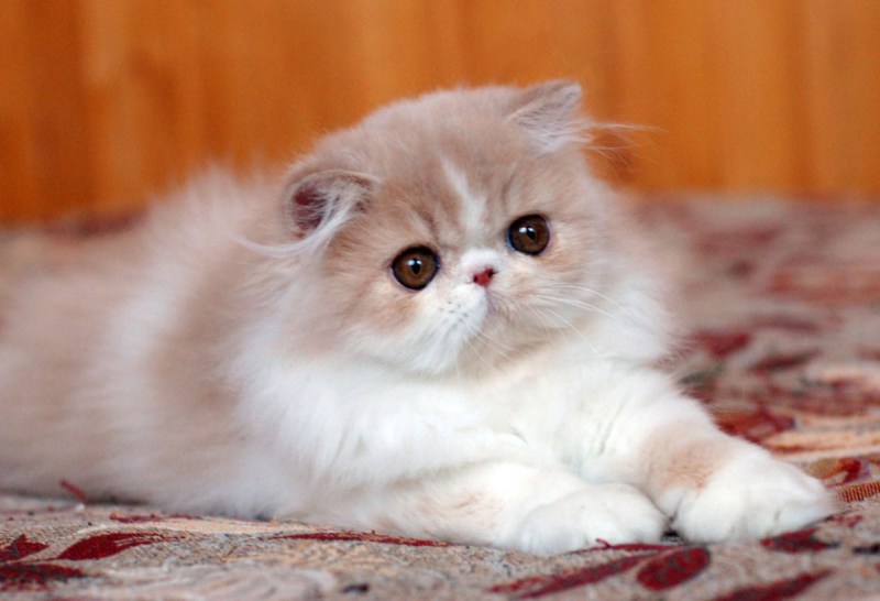 Персидский кот экзот