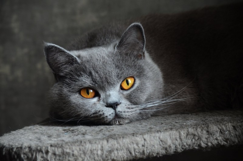 Каракошка