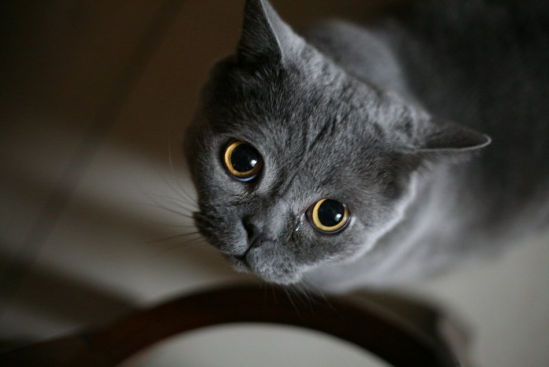 Грустный британский кот