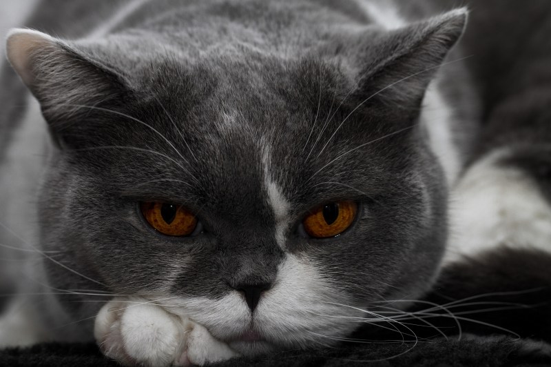 Кошка породы Корат кот британец