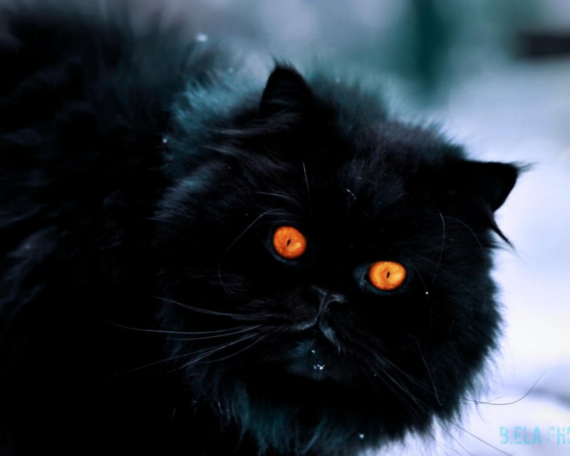 Чёрный кот