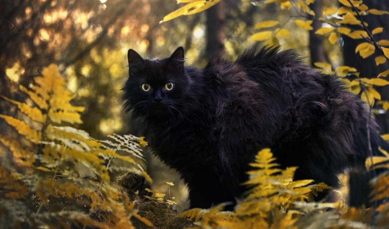 Чёрные коты в лесу