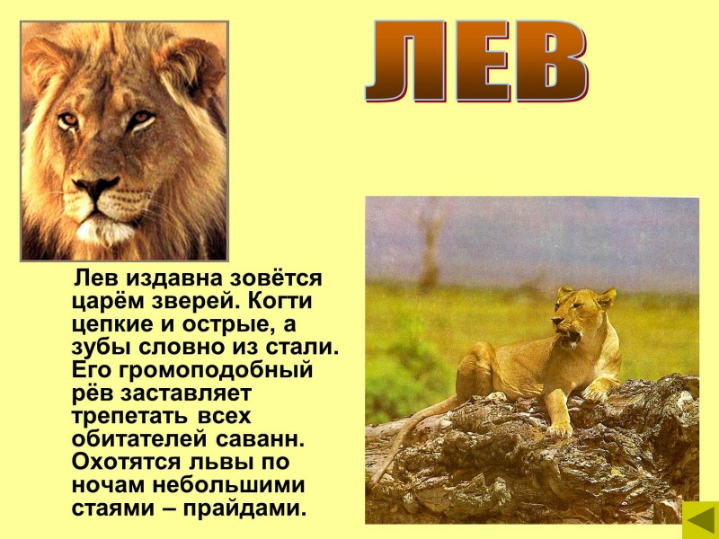 Презентация про Льва