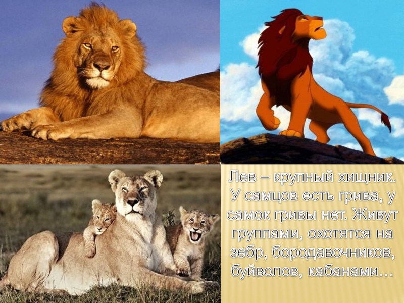Лев животное теплой страны