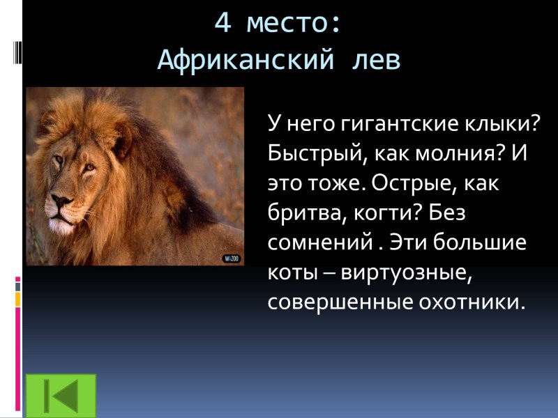 Африканский Лев информация