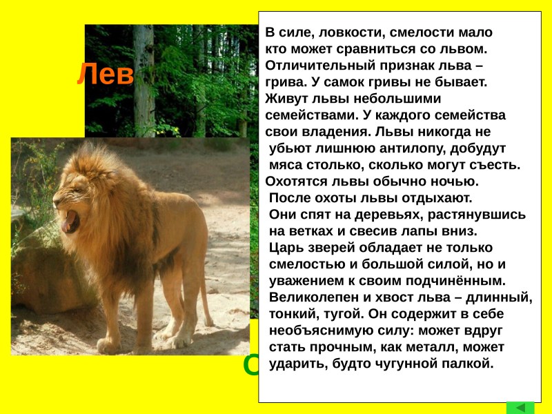 Маленький доклад про Льва