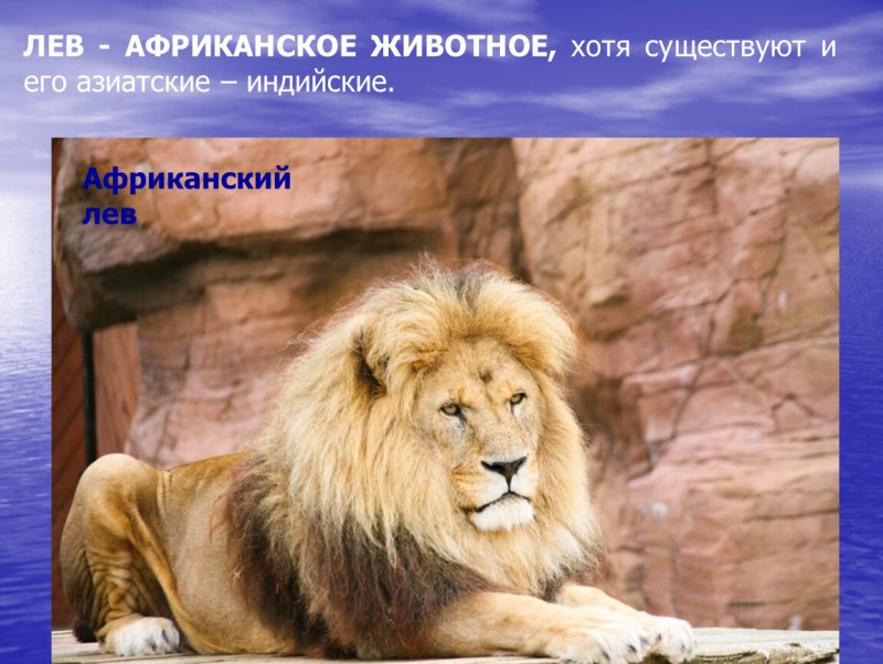 Лев из красной книги