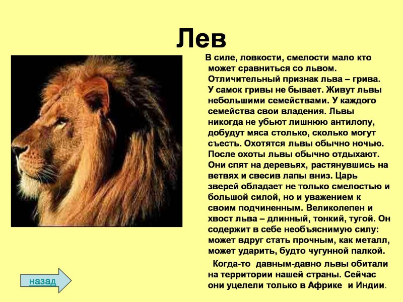 Рассказ про Льва