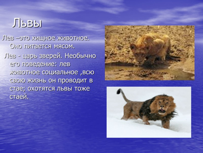 Презентация про Льва