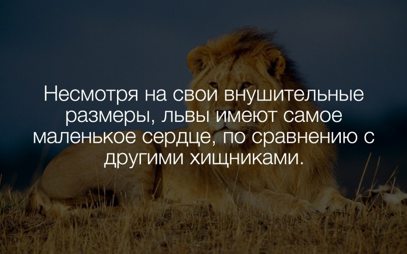 Факты о львах