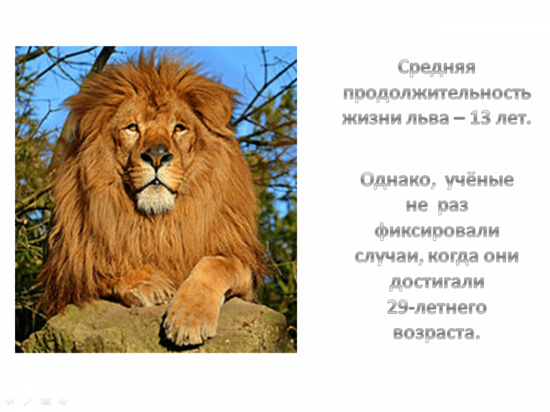 Лев интересные факты для детей