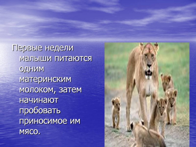 Презентация на тему львы 3 класс