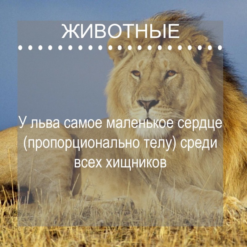 Интересные факты о львах