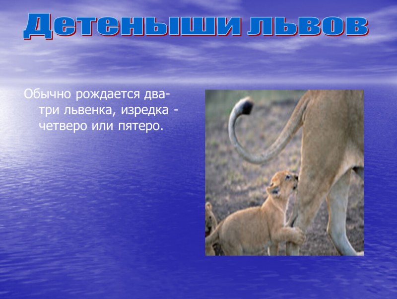 Доклад про Льва