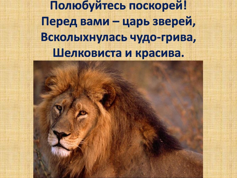 Рассказы о жарких стран львы
