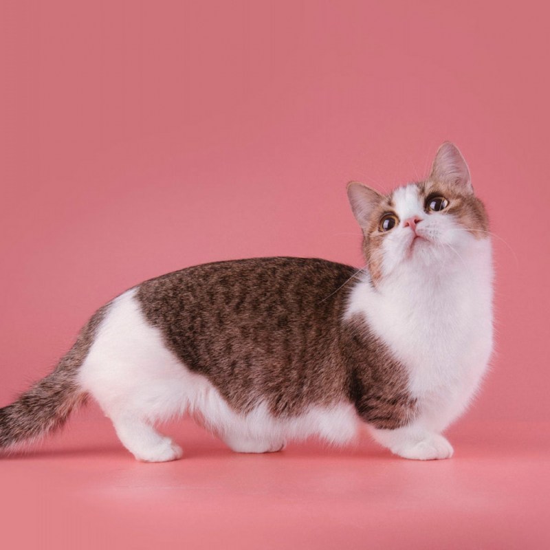 Коротколапые манчкины