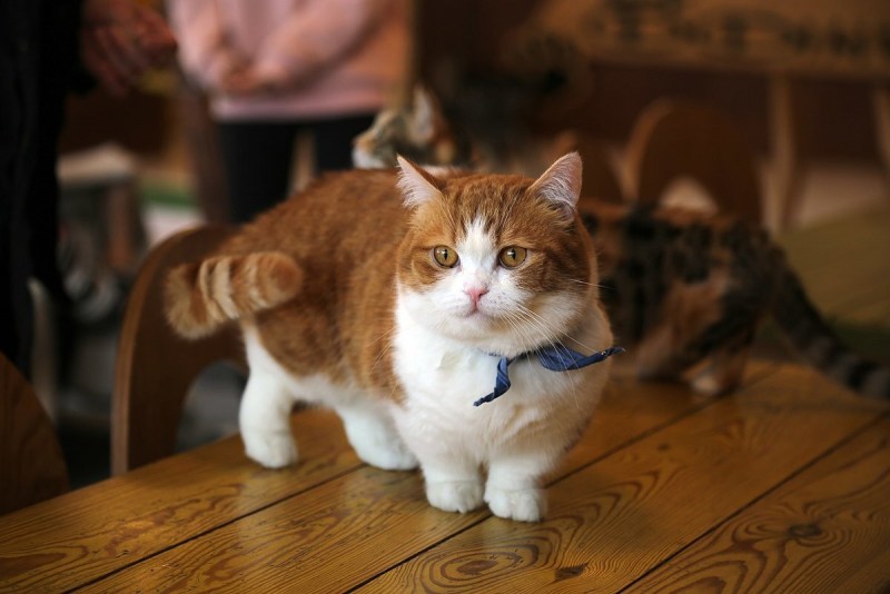 Коты Манчкин