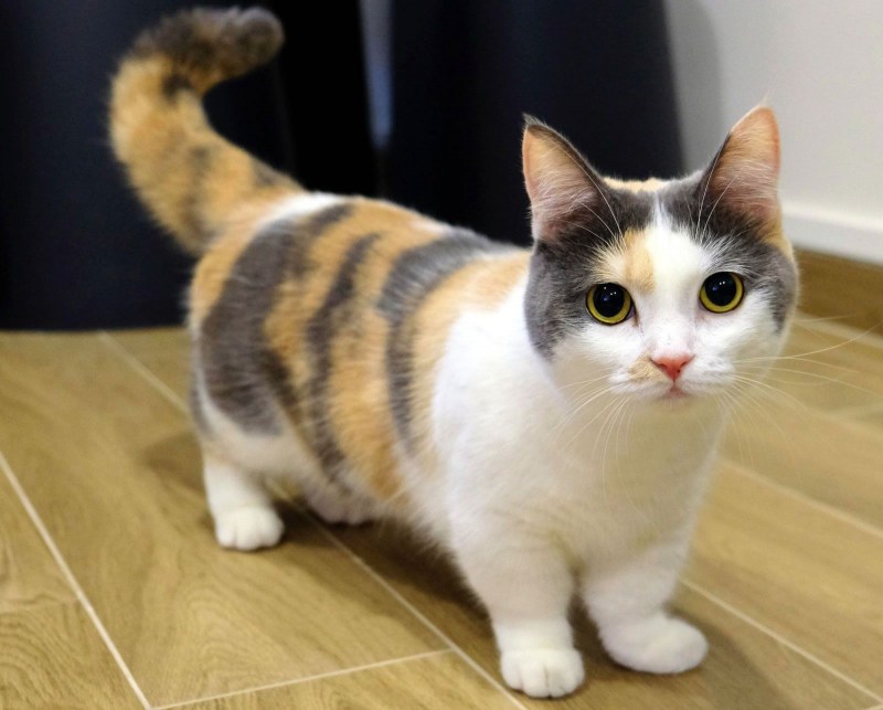 Коротколапые котята Манчкин