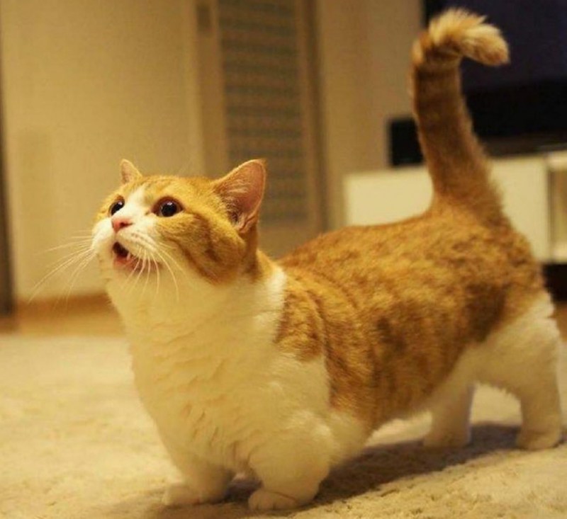Коты Манчкин