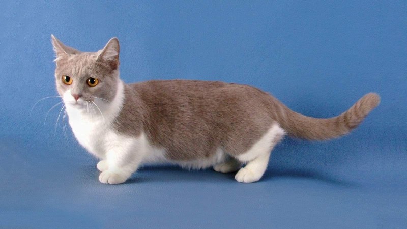 Манчкин кот