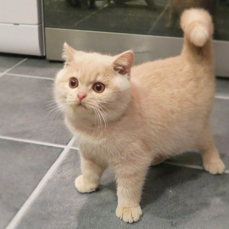 Манчкин кошка короткошерстная
