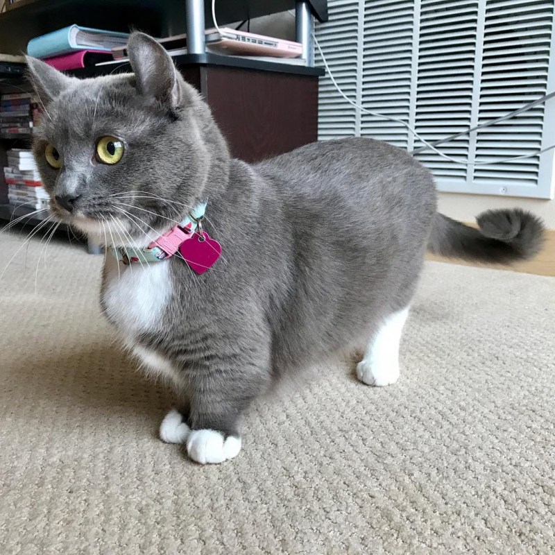 Коротколапые котята Манчкин