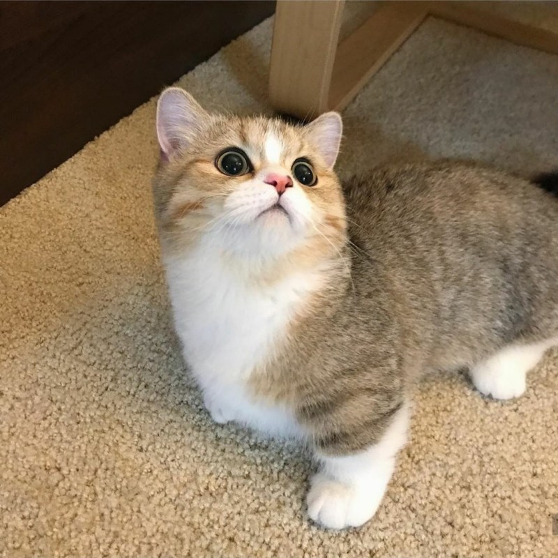 Манчкин кот