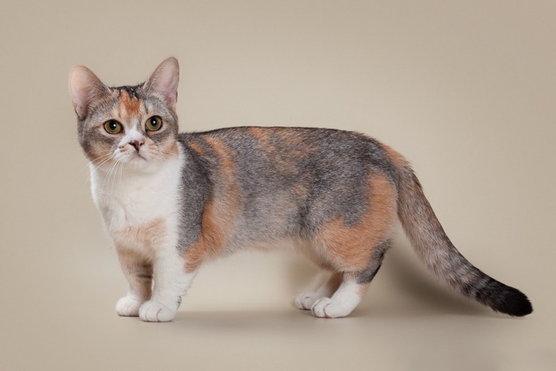 Манчкин кот