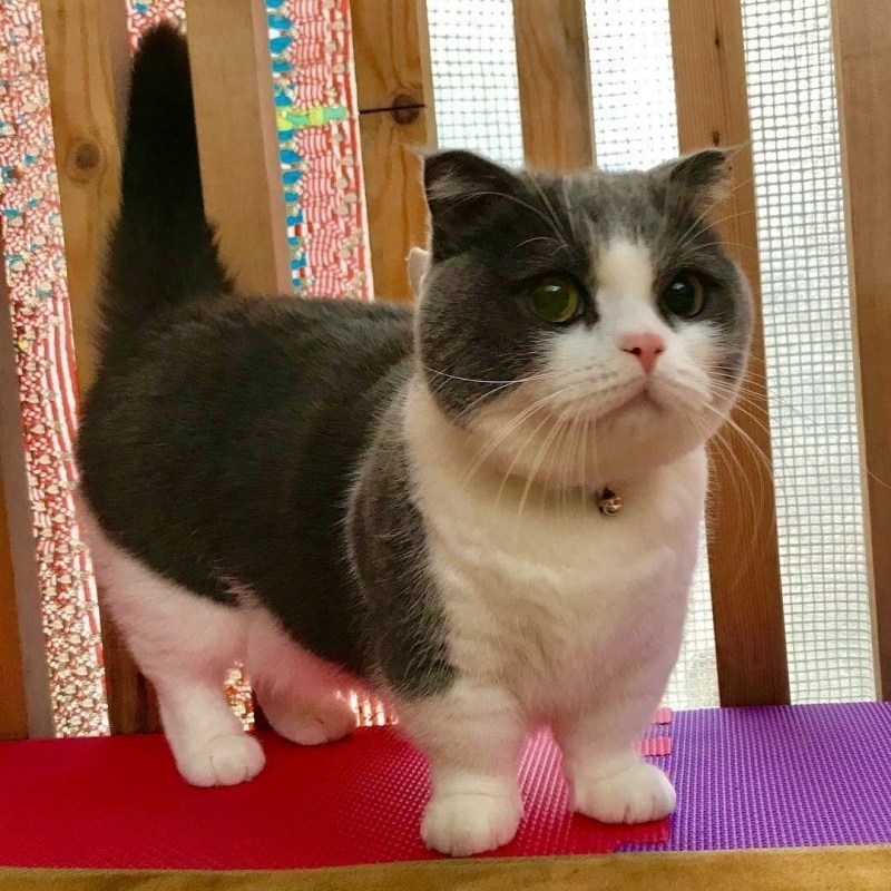 Манчкин кот