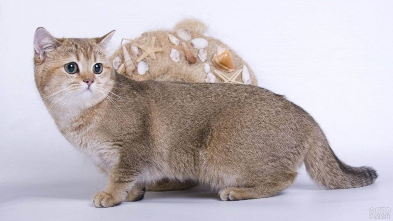 Коротколапые кошки порода Манчкин
