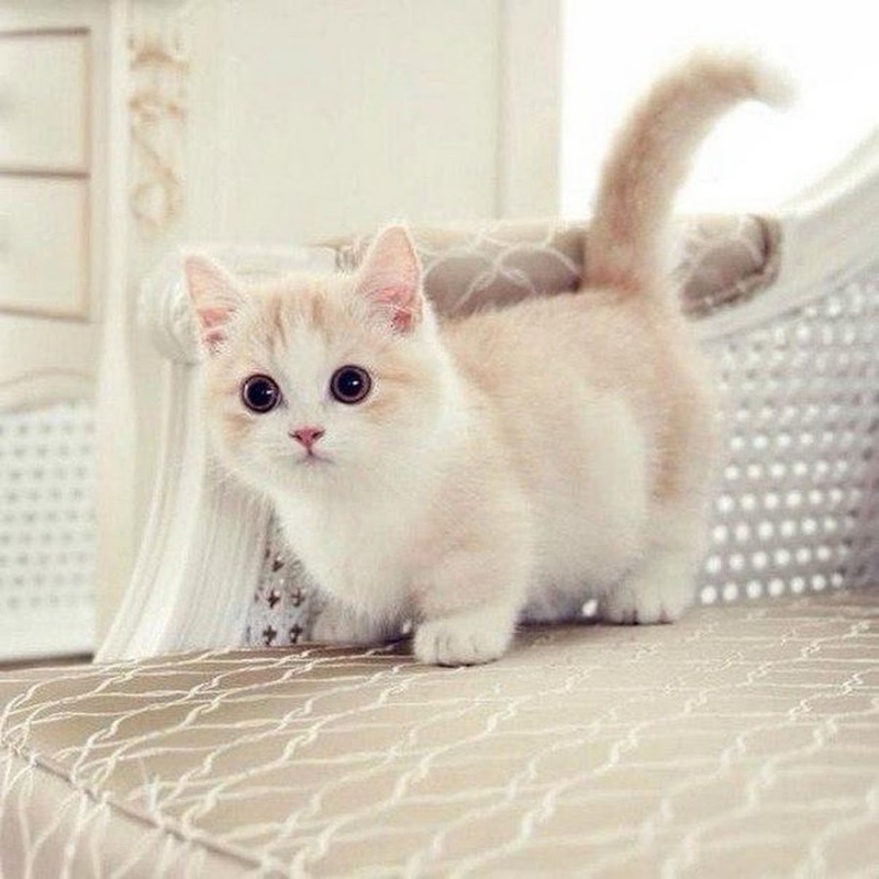 Манчкин кот