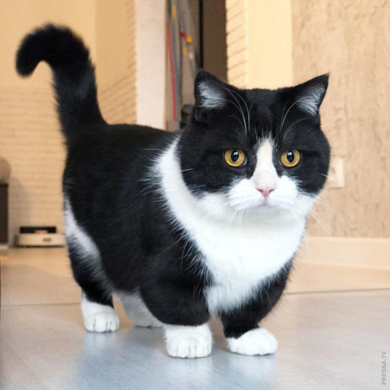 Манчкин кот