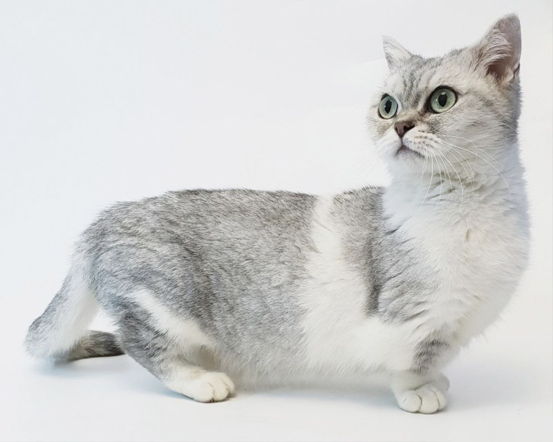 Манчкин шиншилла