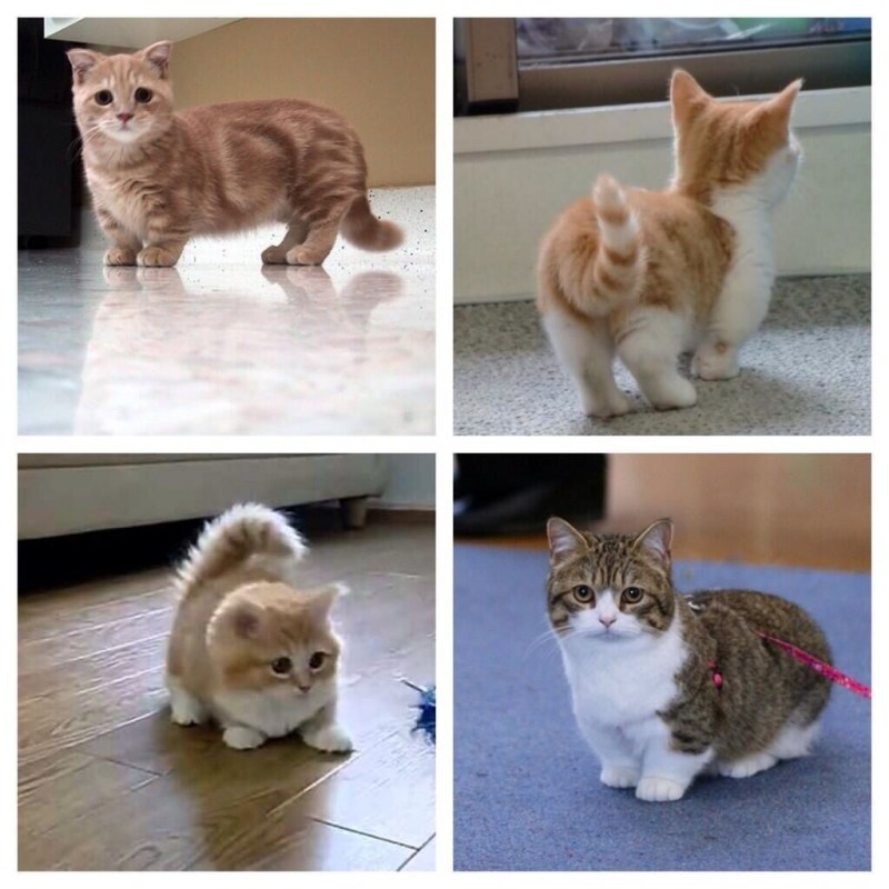 Кошка Манчкин котята