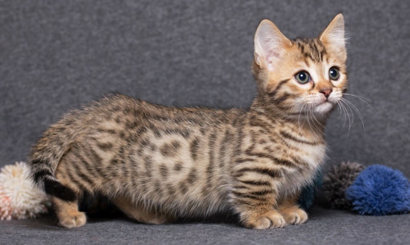 Коты Манчкин