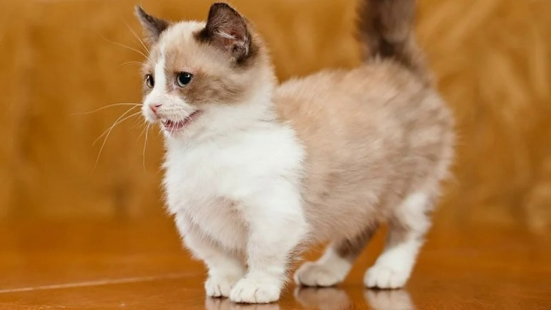 Манчик кот