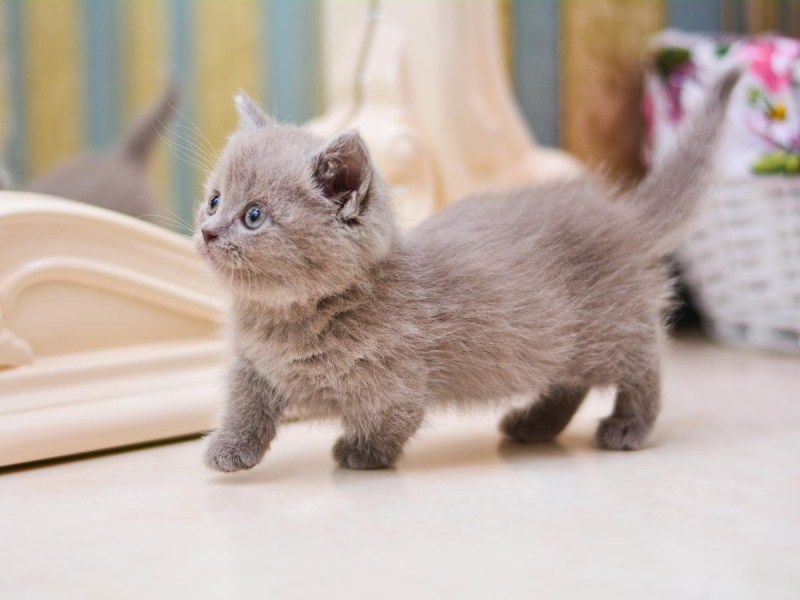 Кошка Манчкин котята
