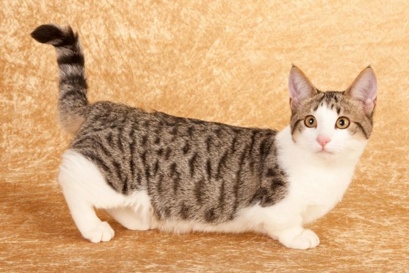 Коты Манчкин
