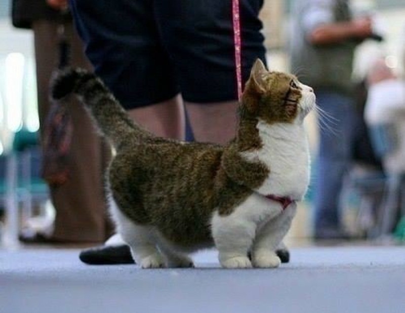 Манчкин кот