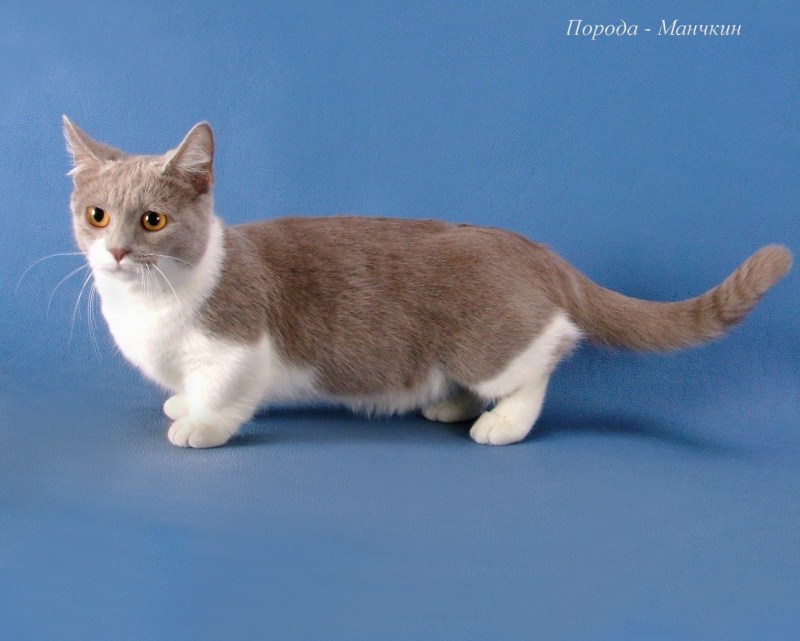 Коротконогий Манчкин