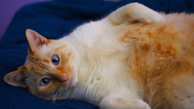 Сиамская кошка ред Пойнт