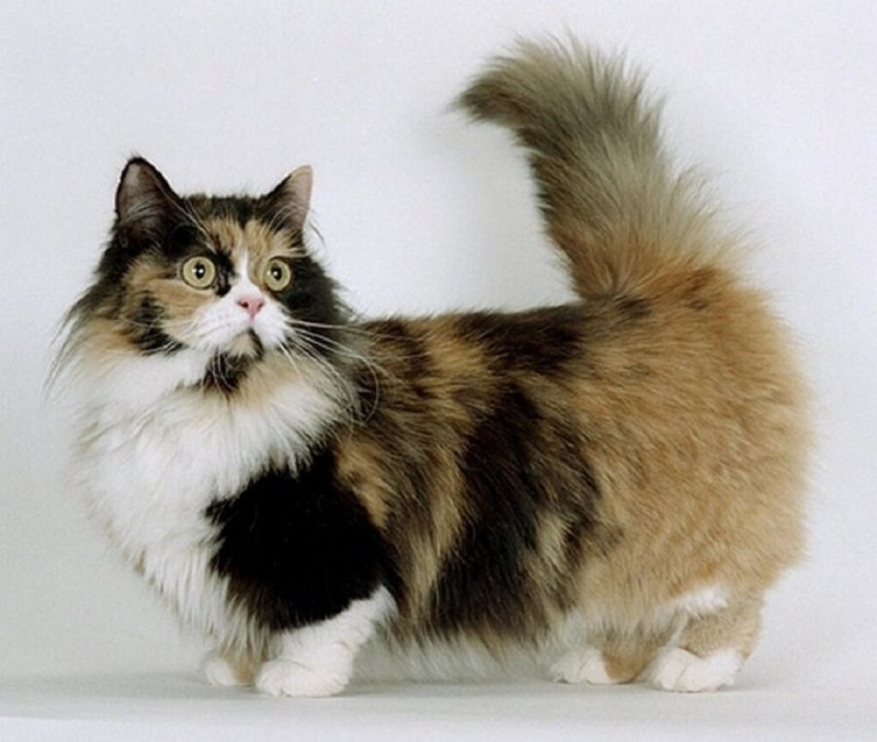 Кошка такса Манчкин