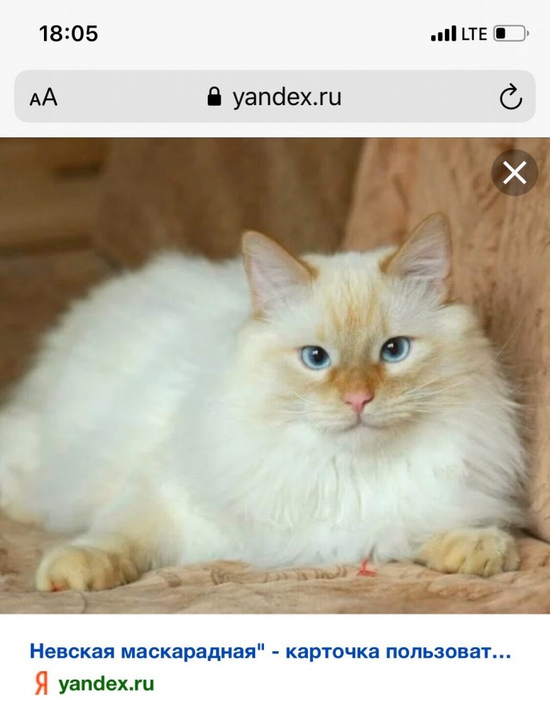 Невская маскарадная ред Пойнт