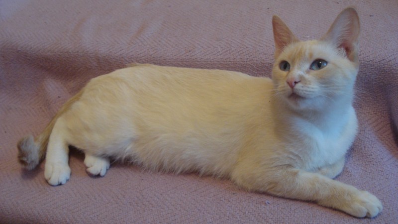 Окрас ред Пойнт у кошек