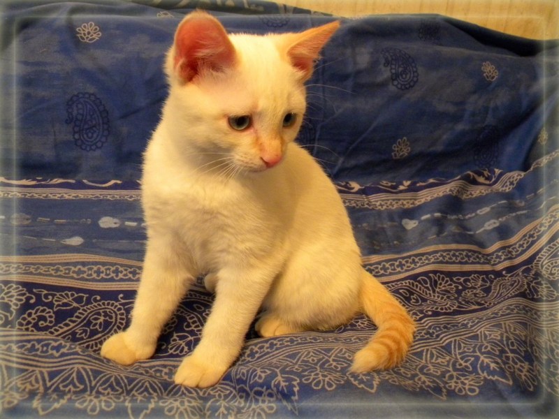 Тайский кот ред поинт